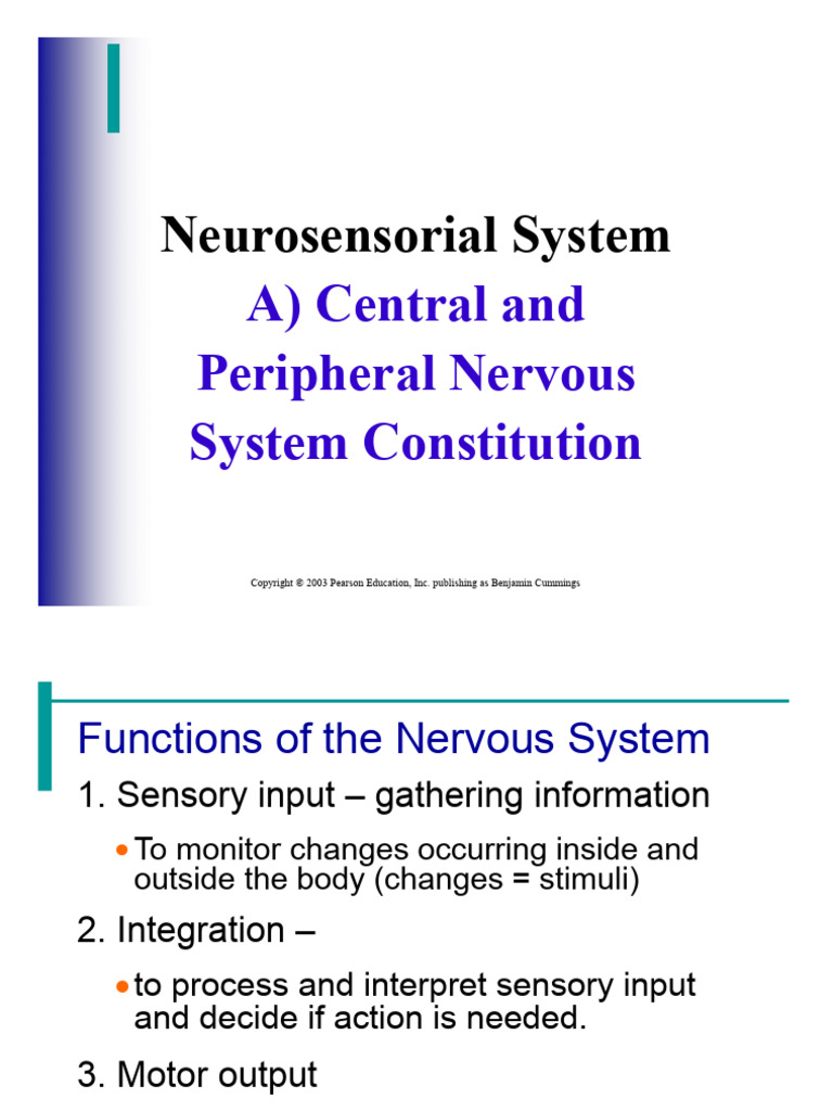 Nervous System Structure and Functions | PDF | Cerebrum | Nervous System