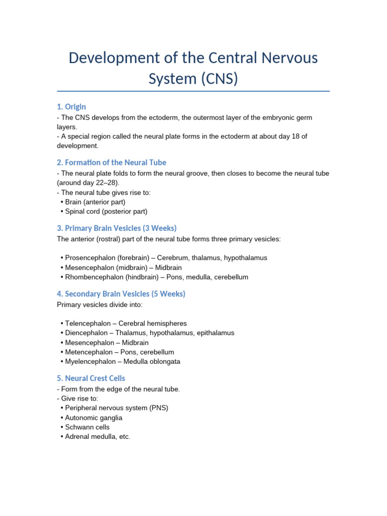 Central Nervous System Development Overview | PDF