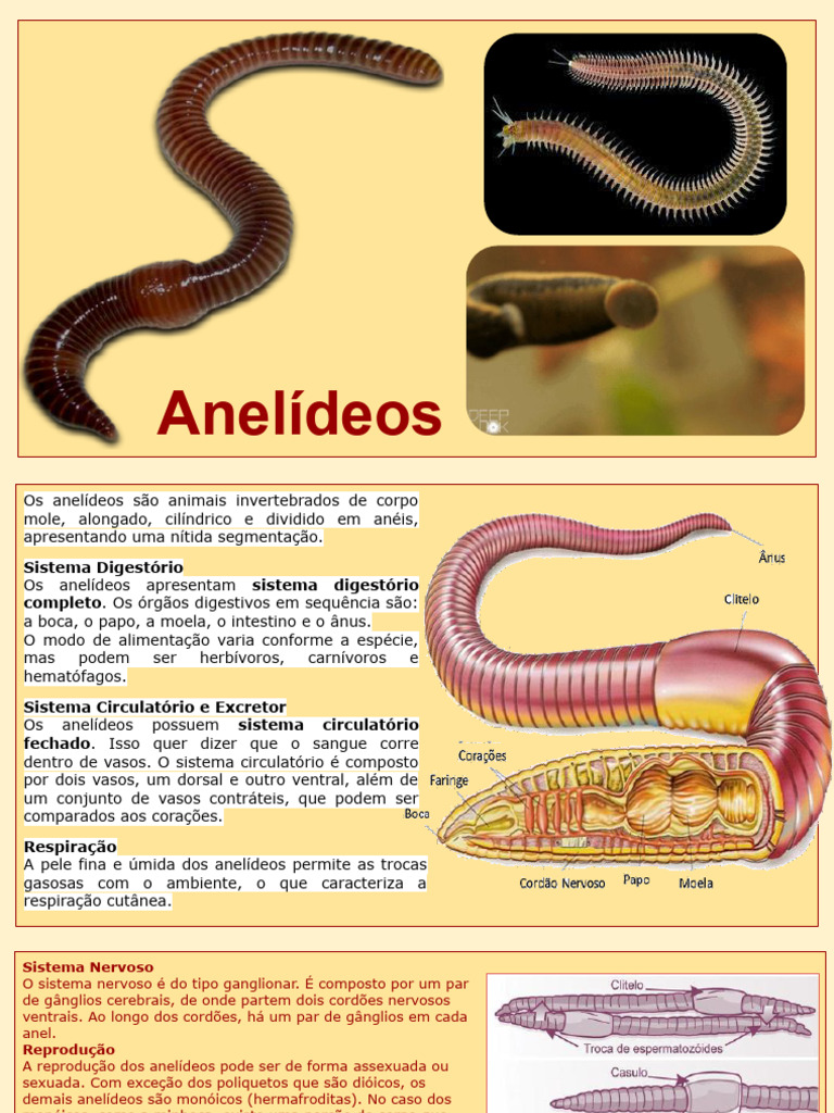 Alimentação e Sistema Digestório dos Anelídeos | PDF | Biologia | Zoologia