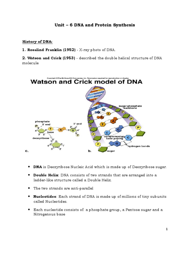 Unit 6 DNA, RNA, Protein Synthesis | Rna | Dna