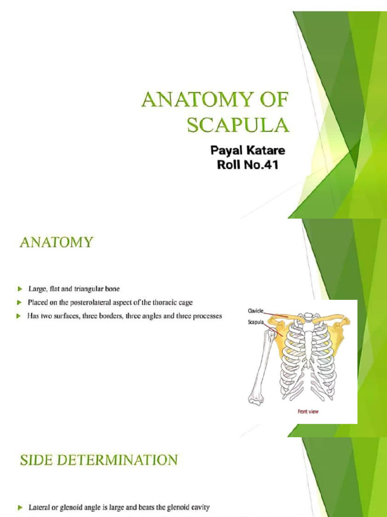 Scapula | PDF