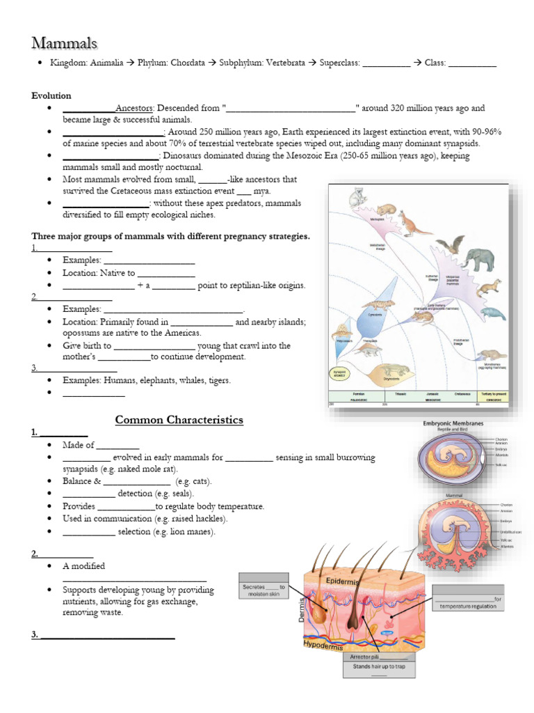 Evolution and Characteristics of Mammals | PDF | Mammals | Vertebrates