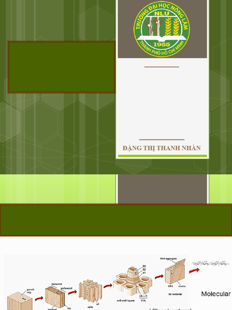 Understanding Wood Structure | PDF | Wood | Plant Stem
