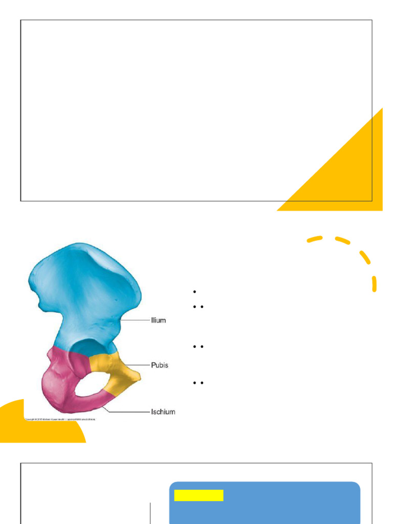 Hip Joint Biomechanics and Abnormalities | PDF | Pelvis | Hip