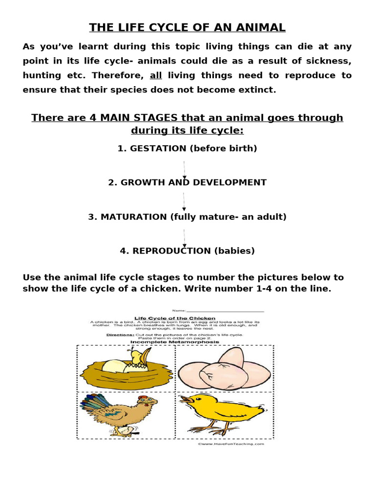 Animal Life Cycle Stages Explained | PDF