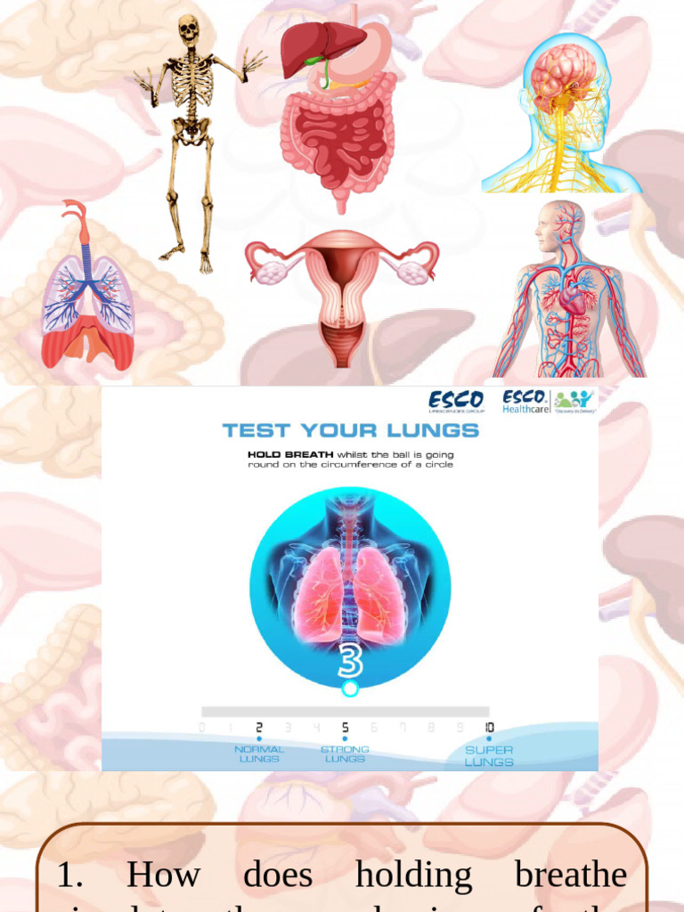 Understanding the Respiratory System | PDF | Respiratory Tract ...