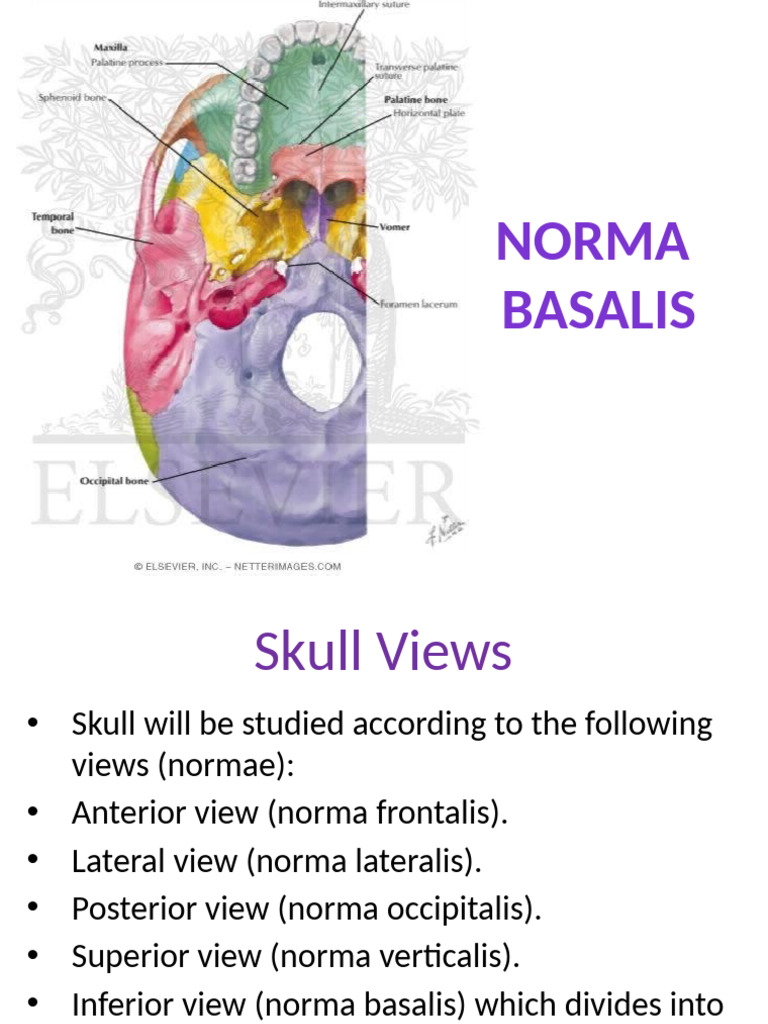 Anatomy of the Norma Basalis | PDF | Human Anatomy | Primate Anatomy