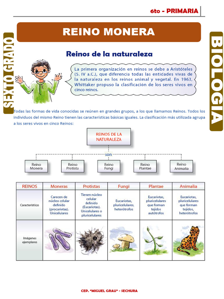 Características del Reino Monera en 6to | PDF | Las bacterias ...