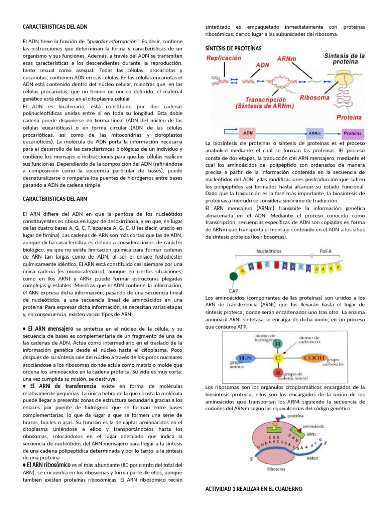 Taller Ácidos Nucleicos 9.1 | PDF | Rna | Adn