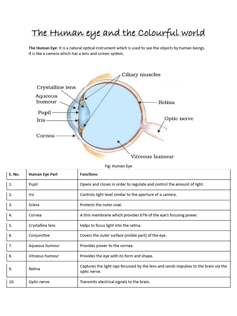 Human Eye: Structure, Functions & Vision Defects | PDF | Sunset | Human Eye