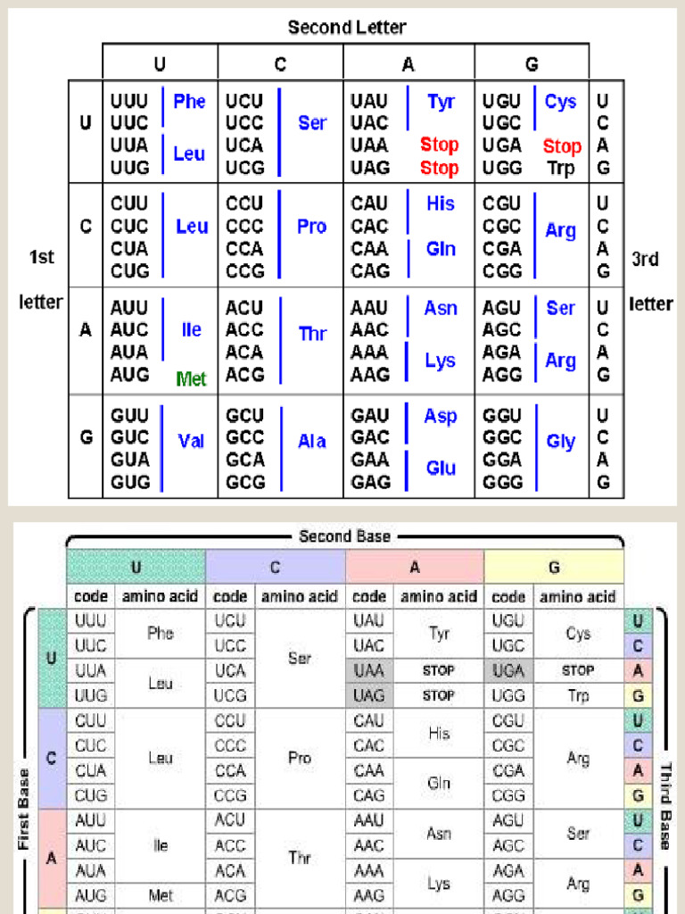 DNA to mRNA to Polypeptide Guide | PDF