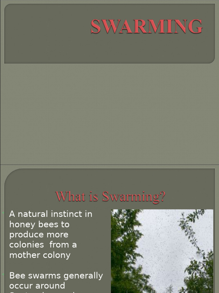 Honey Bee Swarming Behavior Explained | PDF