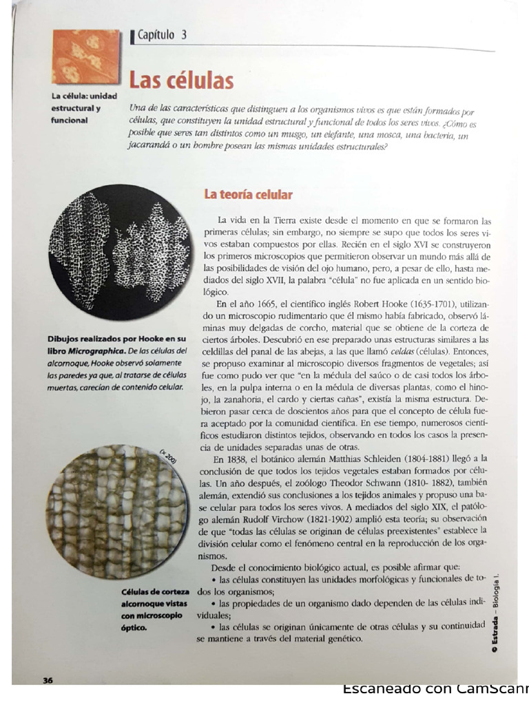 Estructura y Función de las Células | PDF | Biología Celular) | Nucleo ...