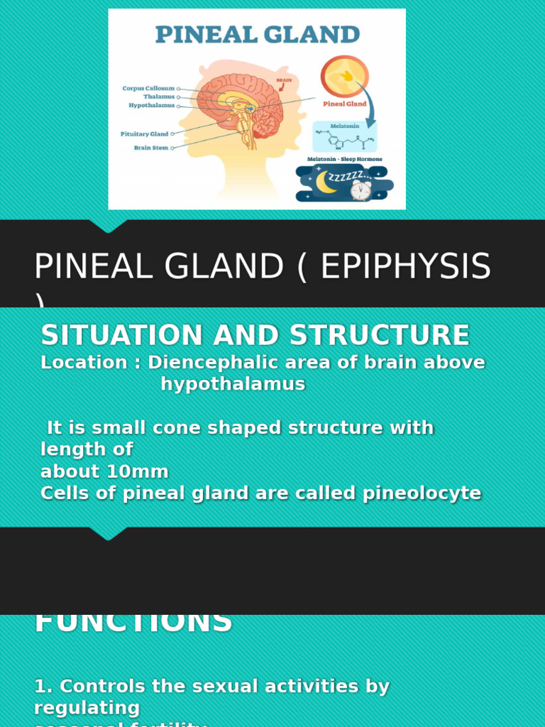 Pineal | PDF