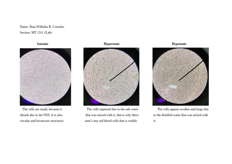 Cell Behavior in Different Solutions | PDF