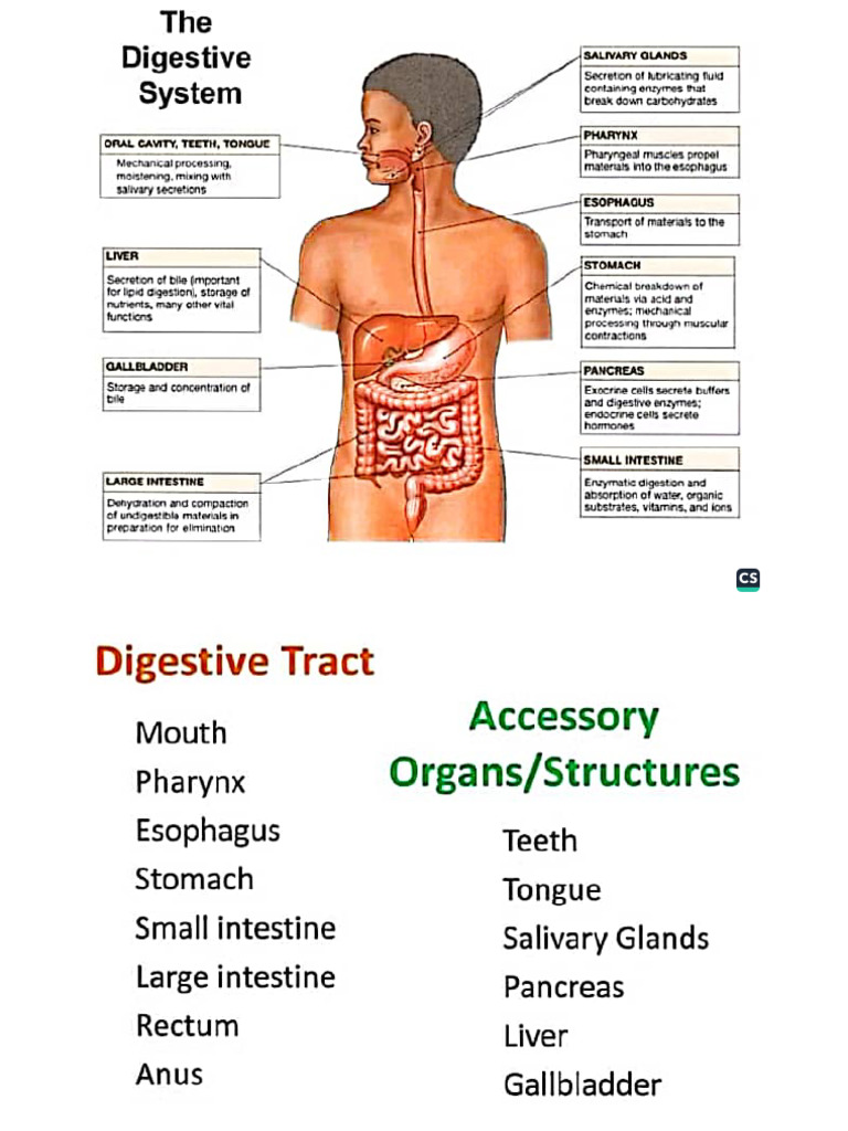 Anatomy (Digestive System) | PDF