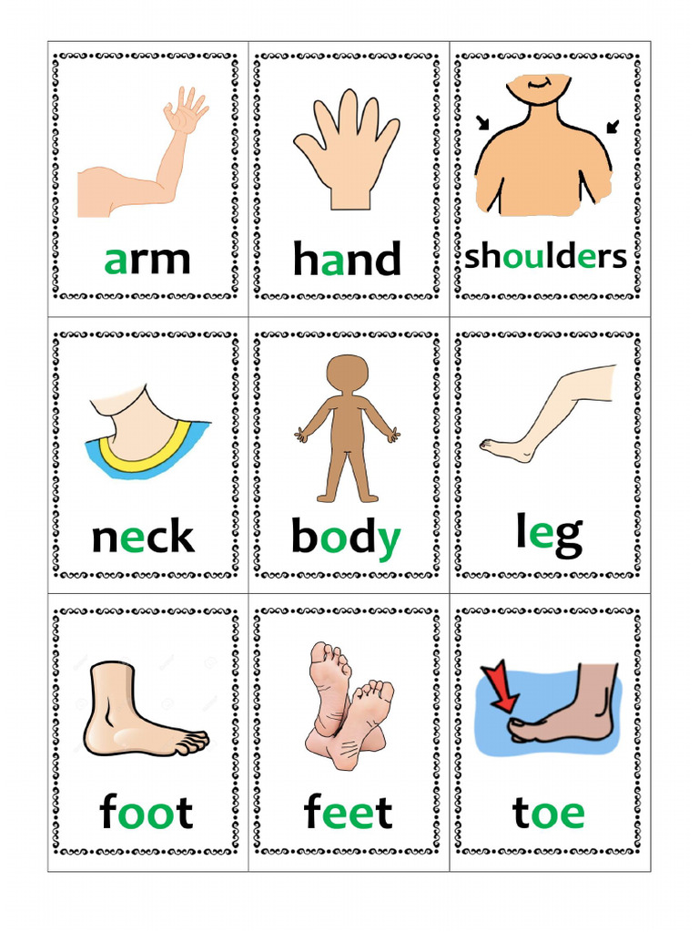 Body Parts Flashcards | PDF