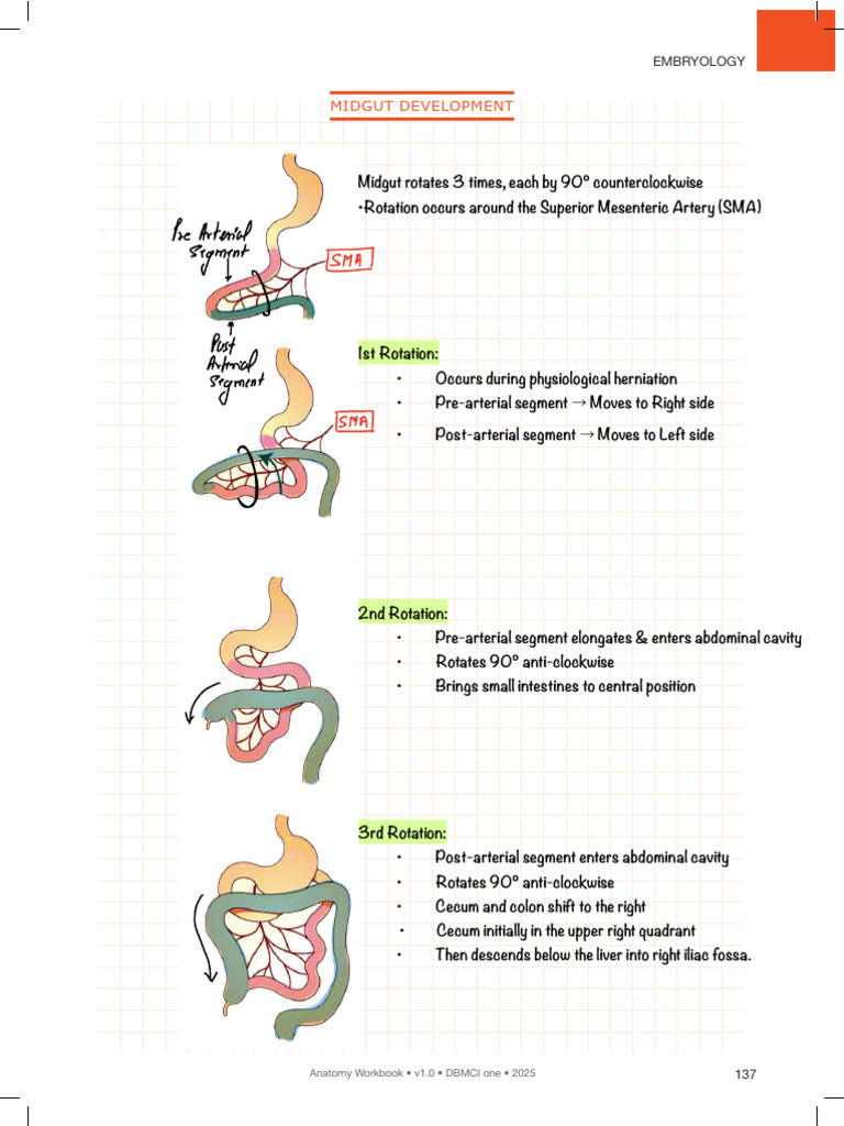 Midgut Development and Blood Supply | PDF | Gastroenterology ...