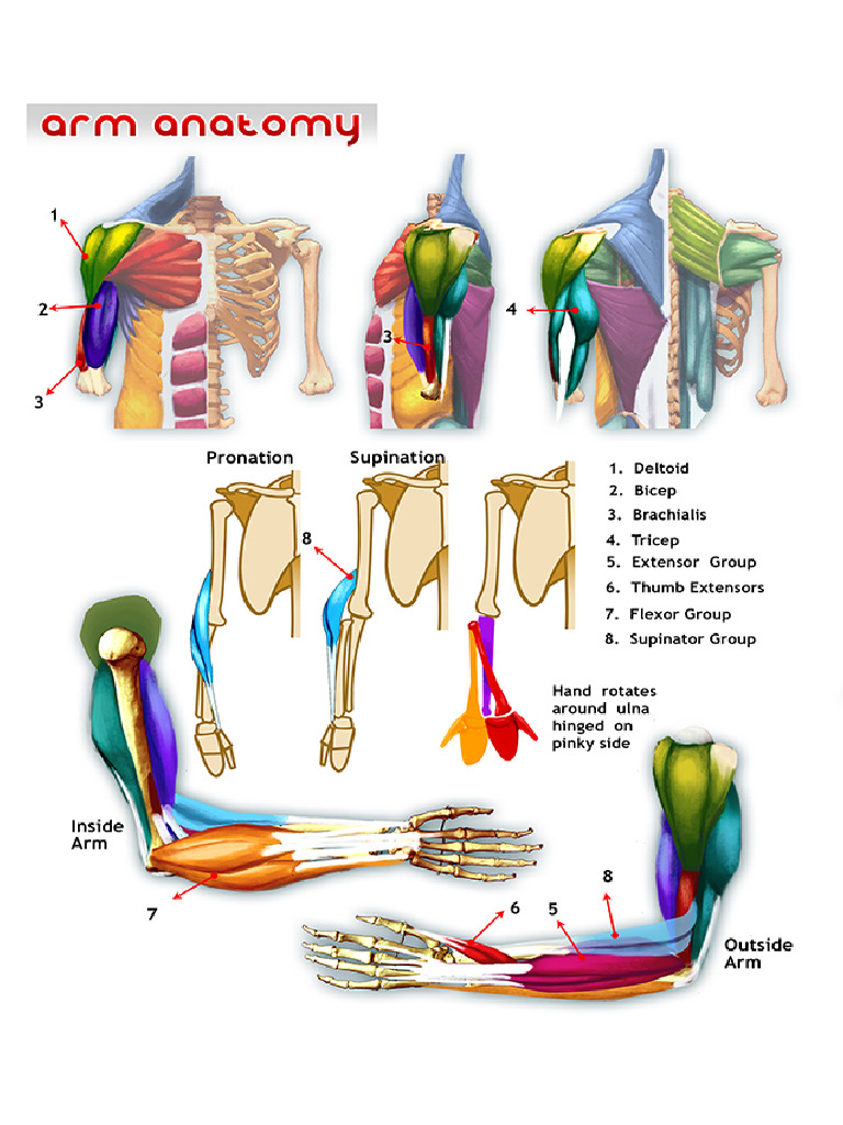 Arm Anatomy | PDF