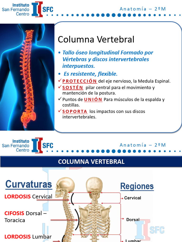 Anatomía y Funciones de la Columna Vertebral | PDF | Vértebra | Pelvis