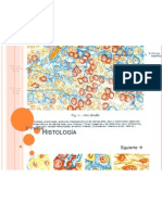 Histología 2 Parcial