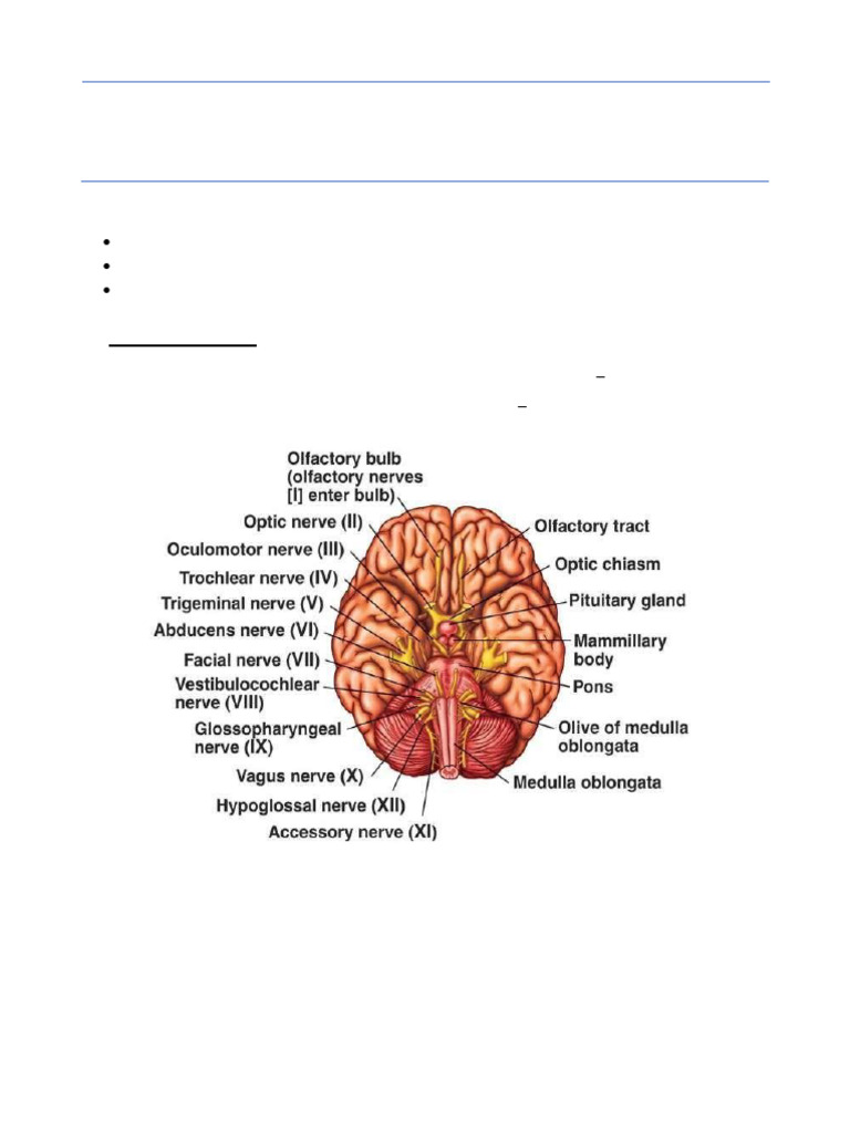 MBS121 Practical+03 Worksheet Cranial+Nerves+ 2023 | PDF | Neuroanatomy ...