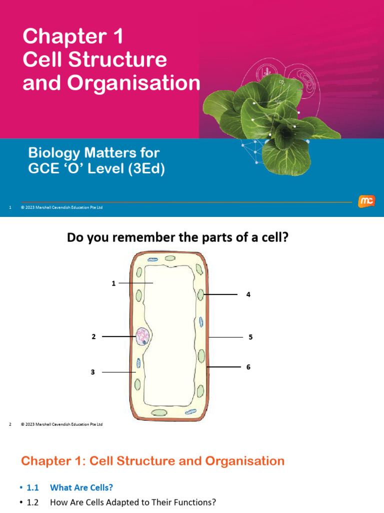 Cell Structure and Function Overview | PDF | Endoplasmic Reticulum ...