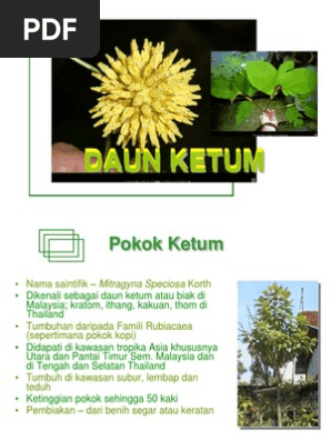 Daun Ketum Pdf