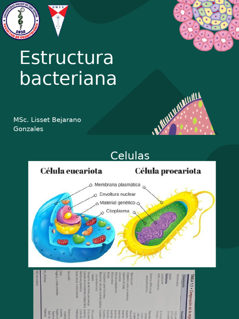 Estructura y Composición de Bacterias | PDF | Las bacterias | Bacterias ...