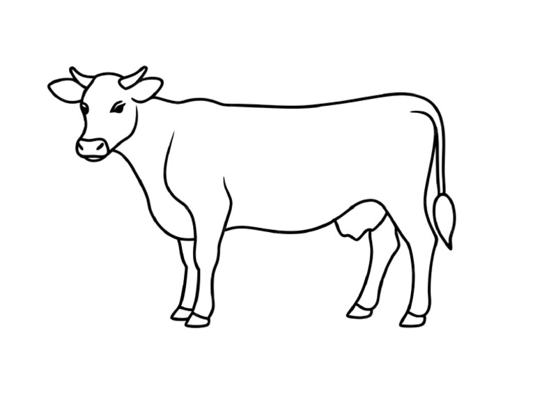 Cow Outline 1 | PDF