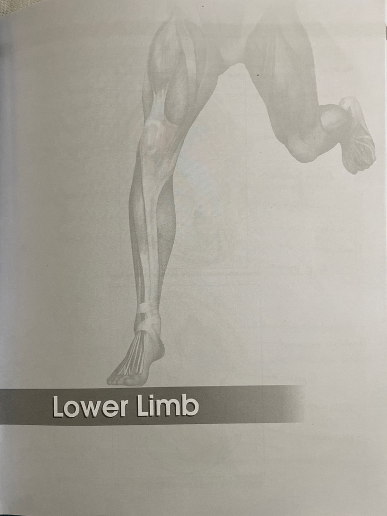 Lower Limb Work Book | PDF