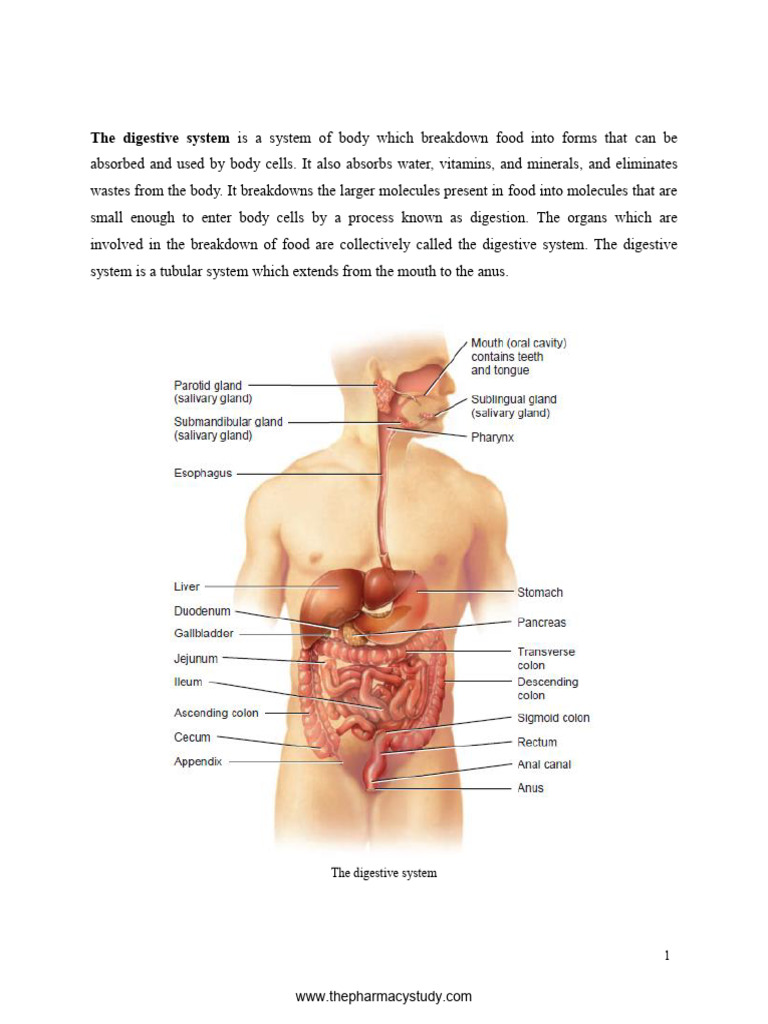 Digestive System Notes | PDF | Stomach | Digestion