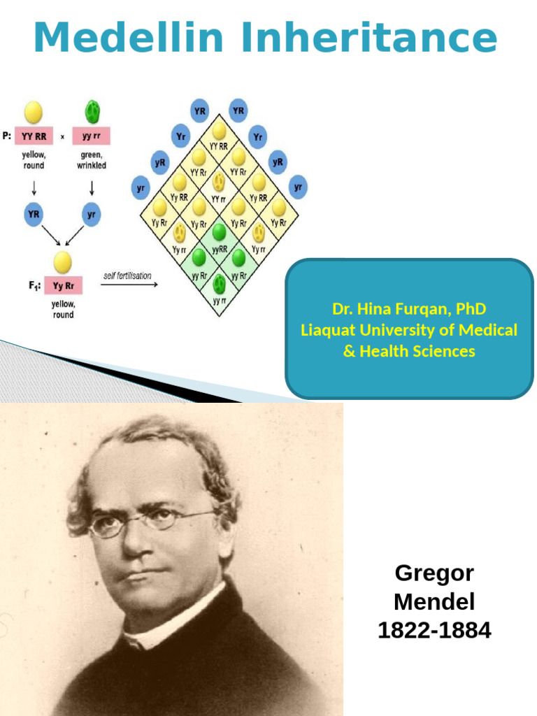 Mendelin Inheritance | PDF | Genotype | Allele