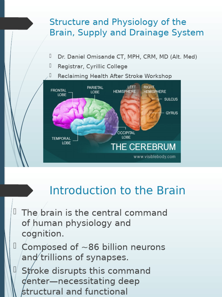 Structure and Physiology of The Brain Presentation | PDF | Stroke ...