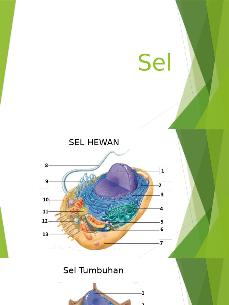 Sel | PDF