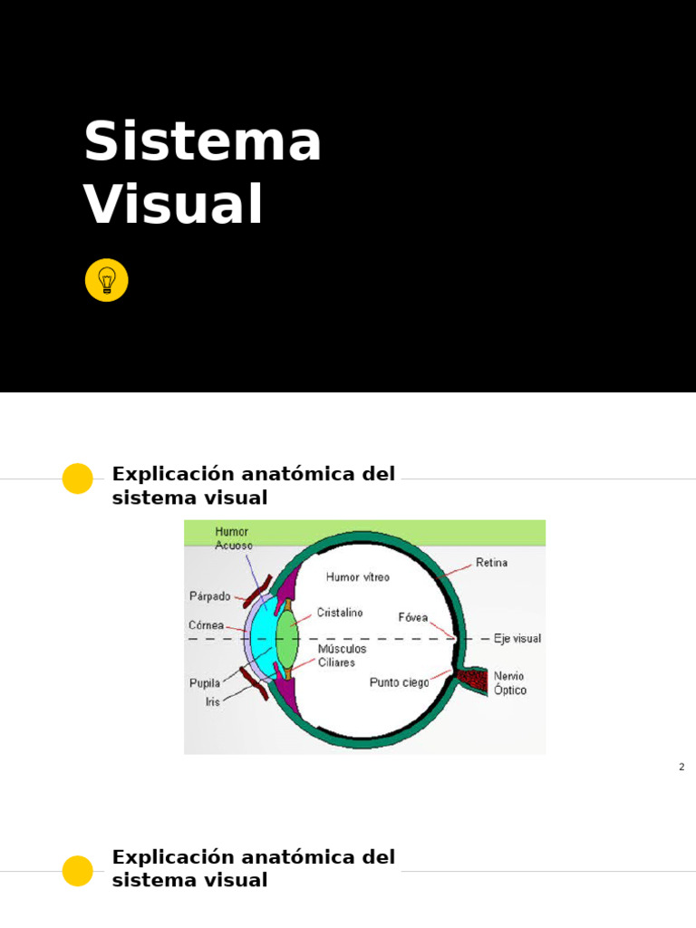 Sistema Visual | PDF | Percepción visual | Neuropsicología