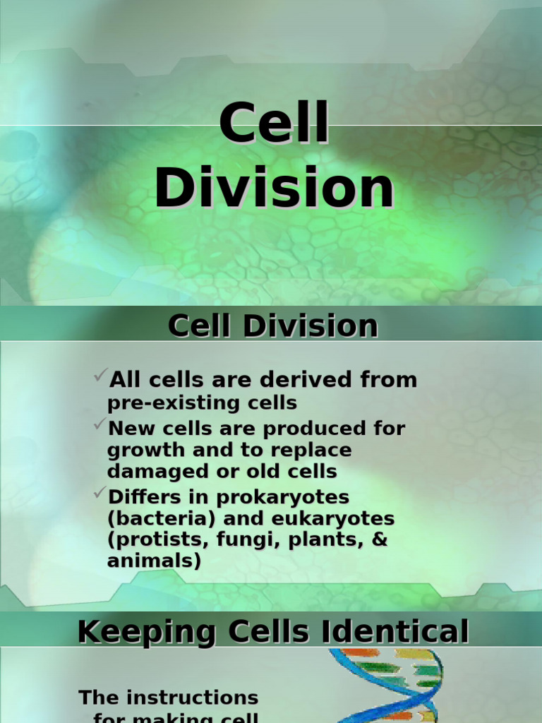 Understanding Cell Division Process | PDF | Meiosis | Mitosis