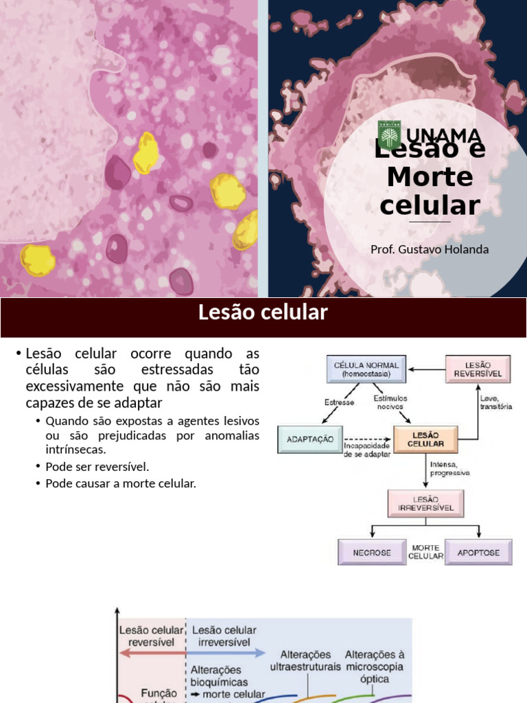 Lesão e Morte Celular: Tipos e Causas | PDF | Necrose | Apoptose