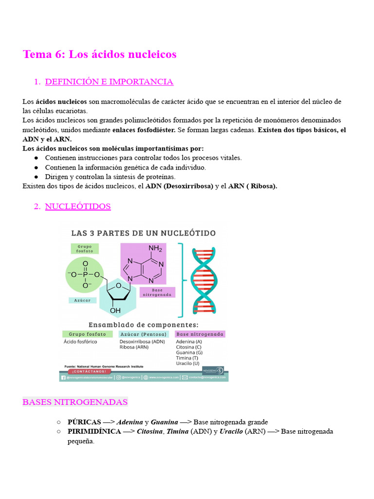 Tema 6: Los Ácidos Nucleicos | PDF | Rna | Ácidos nucleicos