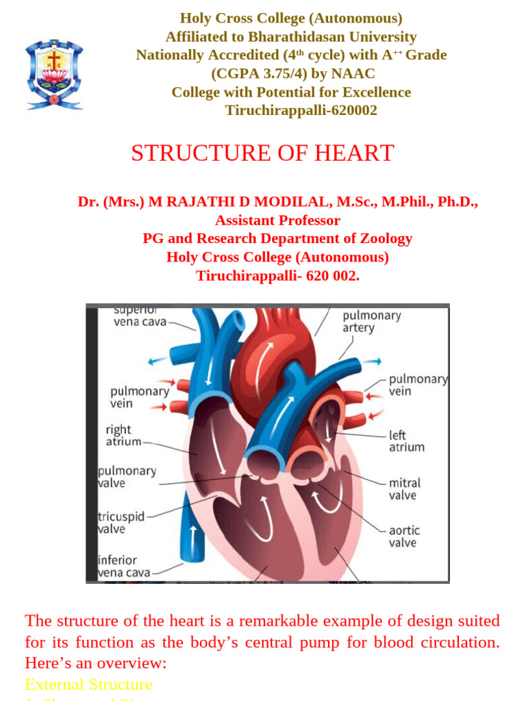 Structure of Heart | PDF