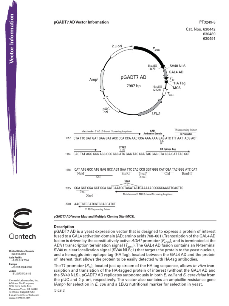 pGADT7 AD Vector Overview | PDF | Vector (Molecular Biology ...