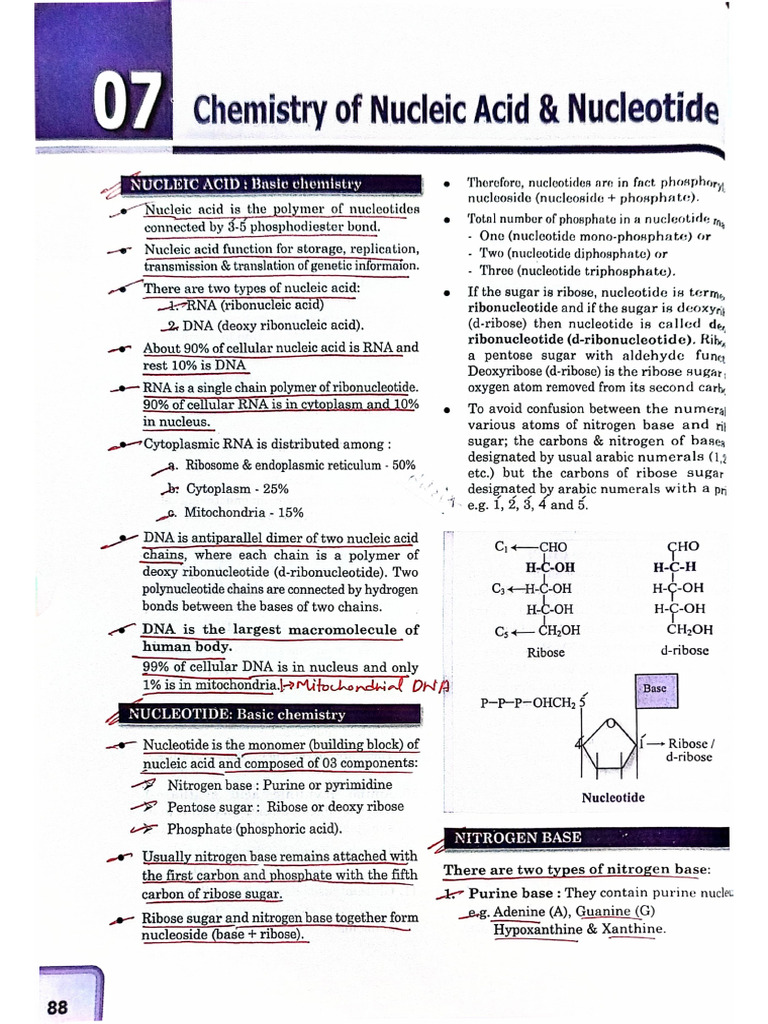 Nucleic Acid & Nucleotide | PDF