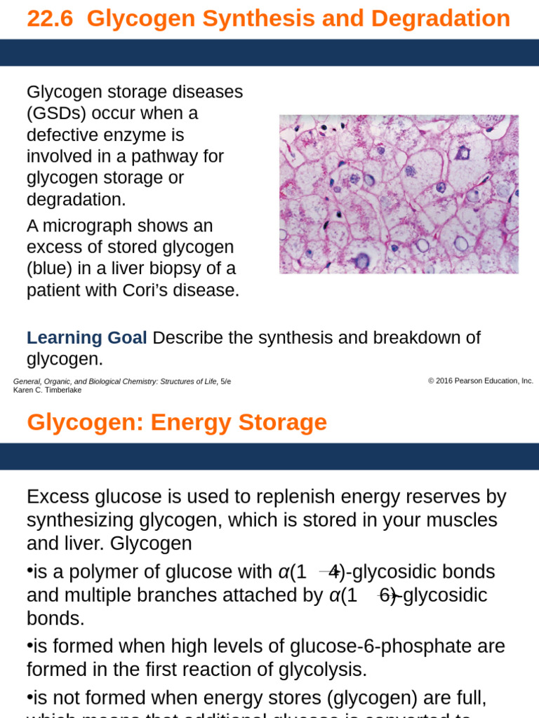 Glycogen Synthesis and Degradation Explained | PDF | Glycogen | Glucose