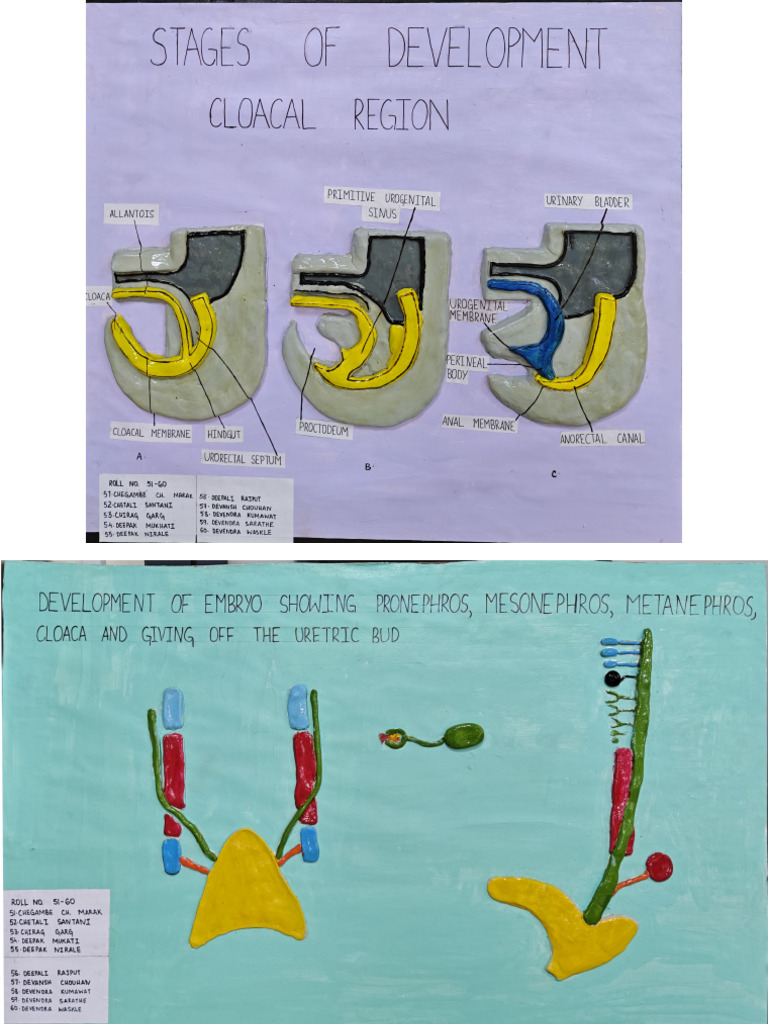Embryology Models 2024-25 Batch | PDF