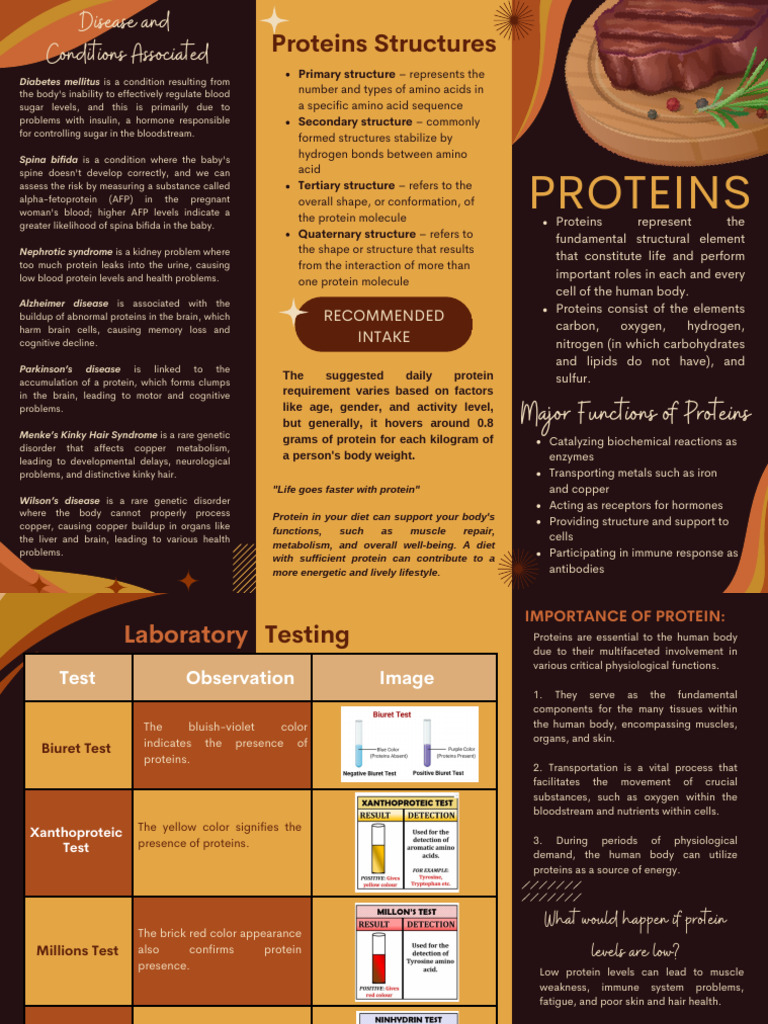 Protein Functions and Dietary Sources | PDF | Proteins | Human Body