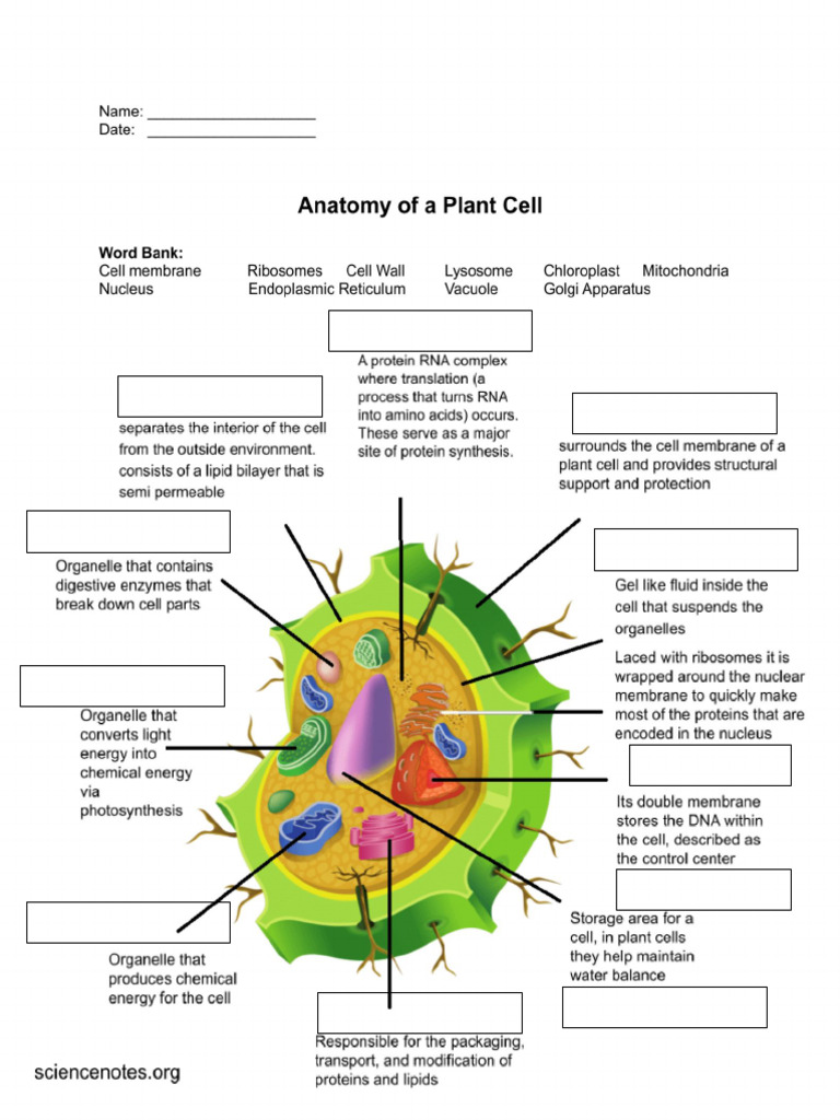 Anatomy of A Plant Cell | PDF