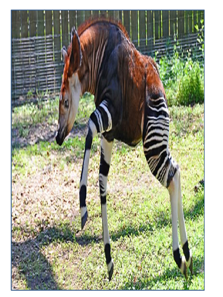 OKAPI | PDF