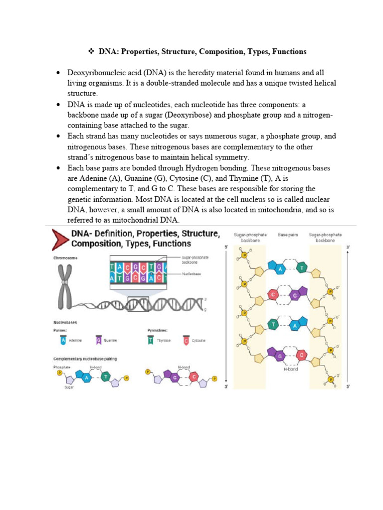 DNA Structure and Properties Overview | PDF | Sense (Molecular Biology ...