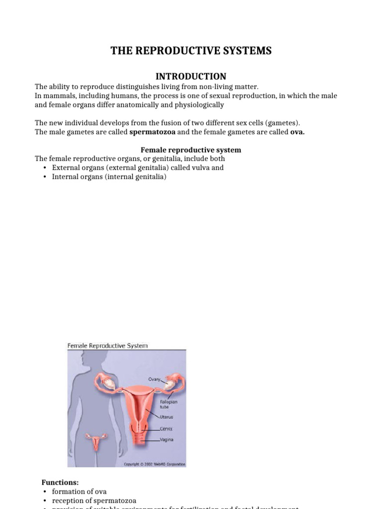 Male Reproductive System Overview | PDF | Menstrual Cycle | Uterus