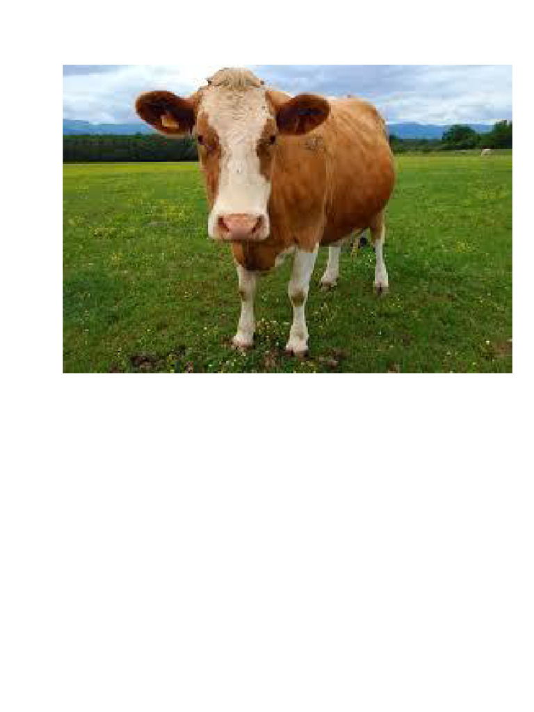 Cow | PDF